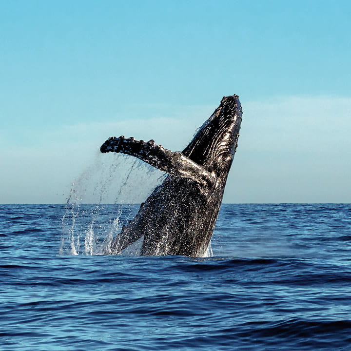 A humpback whale breaching the surface of the ocean A humpback whale breaching the surface of the ocean